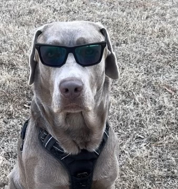 Hoss, K-9 Assistant, Branch Manager, Security, Safety Coordinator