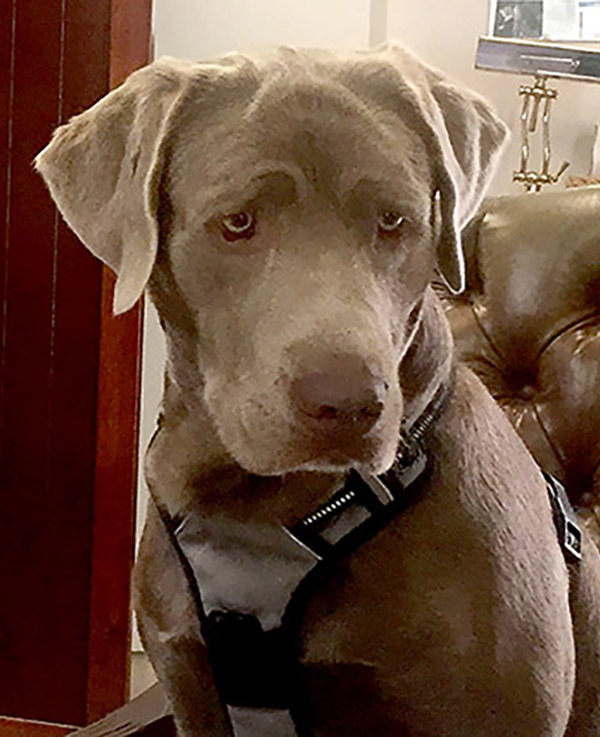 Hoss, K-9 Assistant, Consulting Service Dog, Security, Safety Coordinator